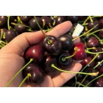 NÊN TẶNG GÌ SANG TRỌNG Ý NGHĨA ?