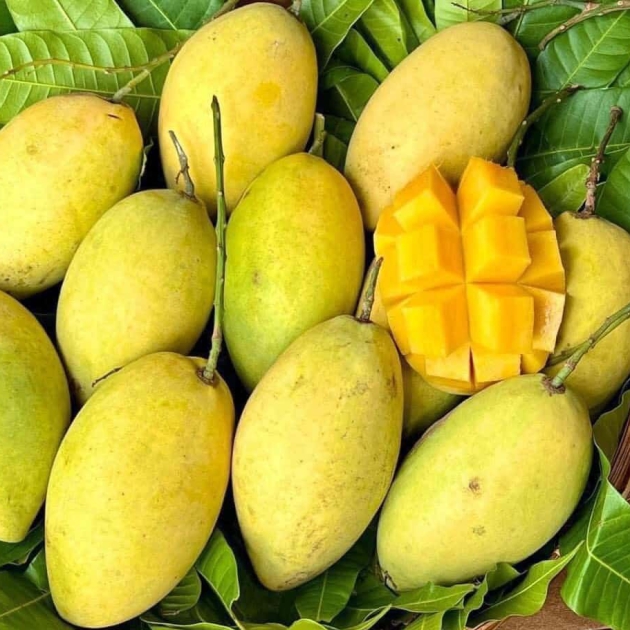 xoài cát hòa lộc